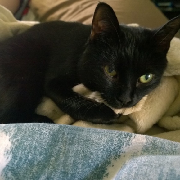 Smoke free - Pet friendly home๐ - Picture 4 of 5